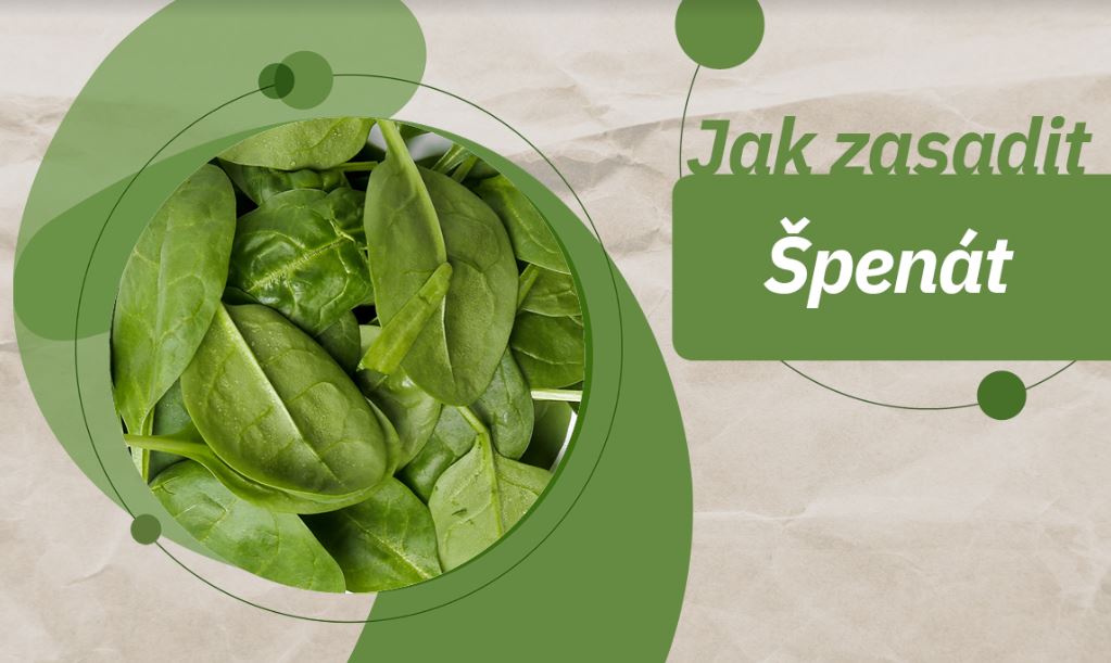 Kdy Sazet Spenat (vybíhání květu, odrůdy odolné, Před výsevem) Kdy Sazet Spenat